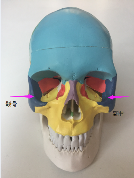 头颅骨与面部衰老之间的秘密