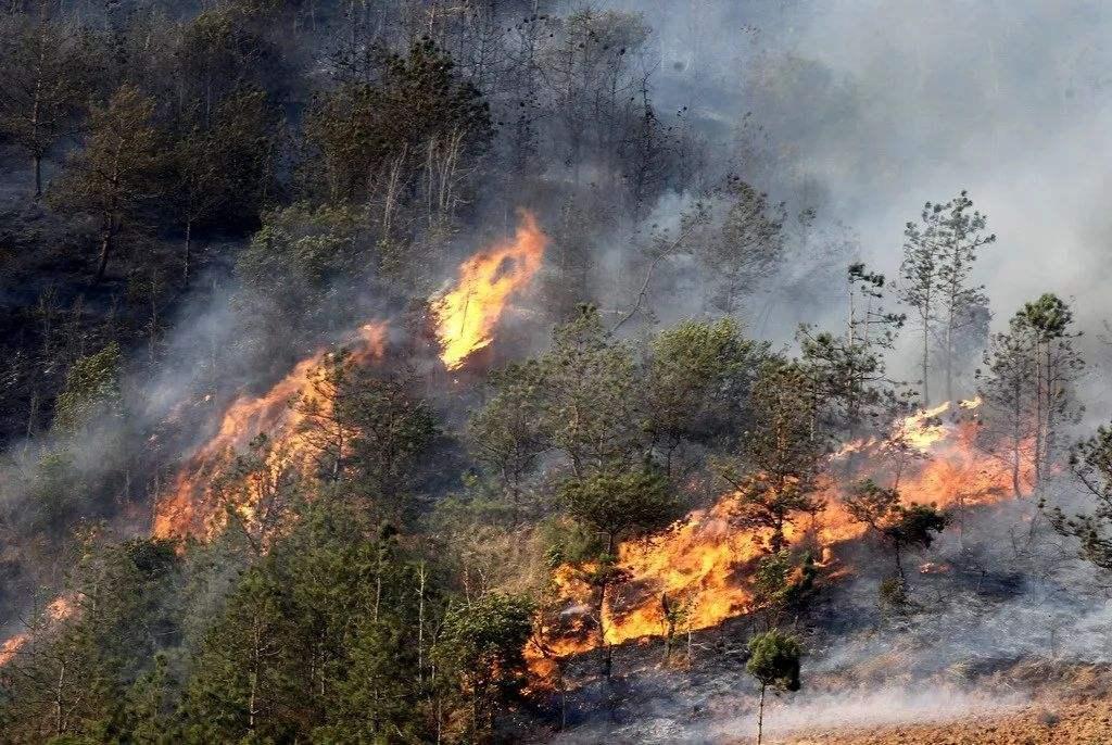 【环境篇】自然灾害——森林火灾