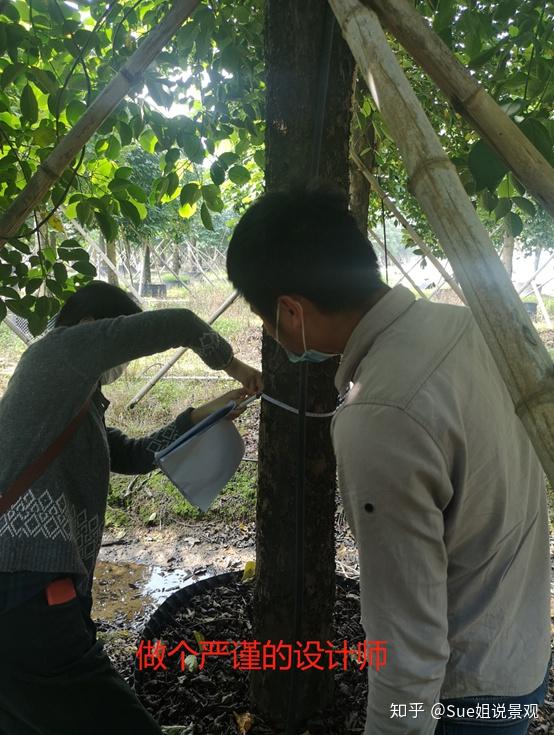 选苗三要素:胸径,高度,冠幅和形态 胸径:通常我们计算一棵苗木的价格