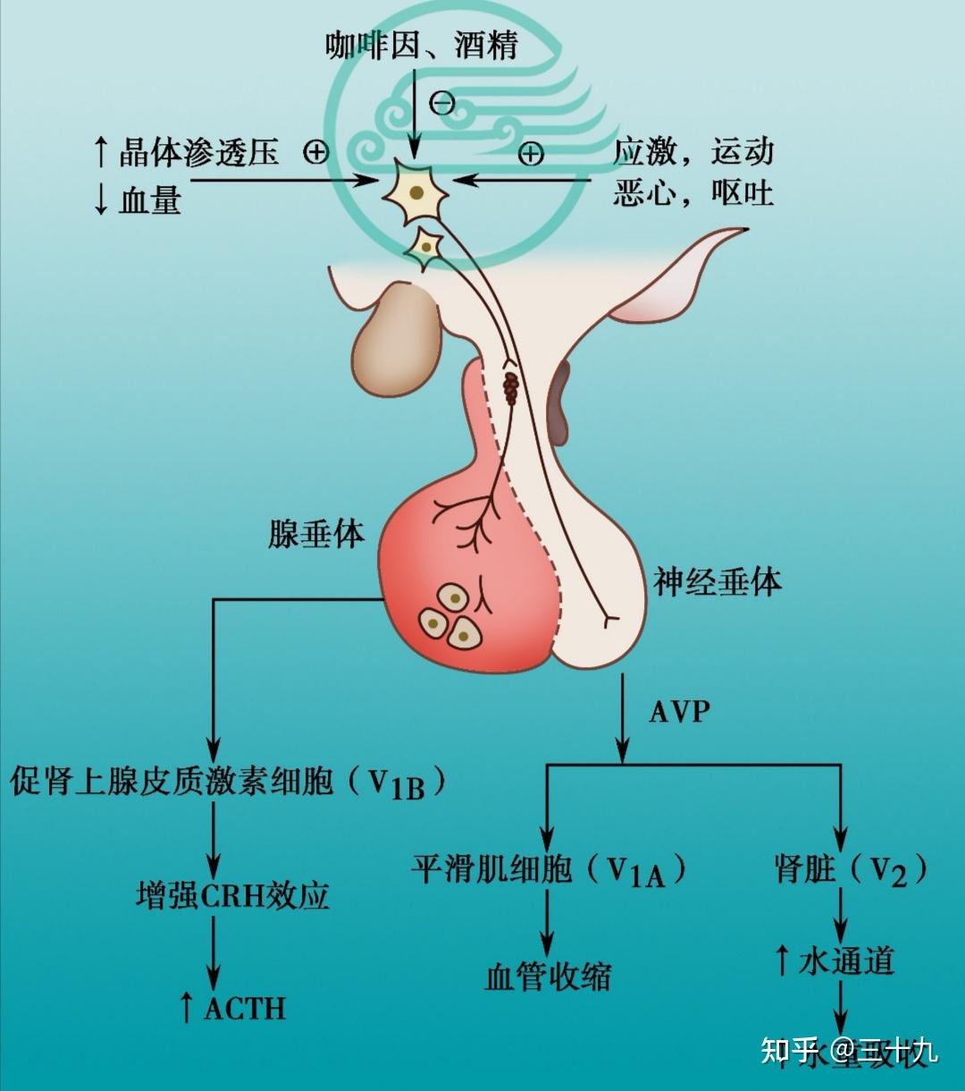 垂体为下丘脑的延伸结构,并非腺组织,也不含腺细胞,因此不能合成激素