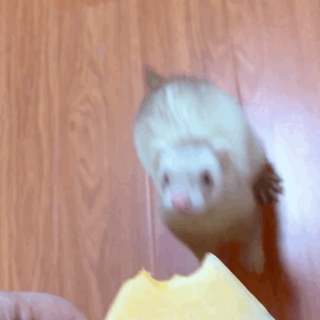 如何在家饲养宠物雪貂?