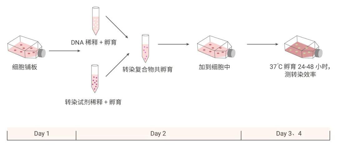 细胞转染重组蛋白荧光素酶检测试剂盒实验medchemexpress