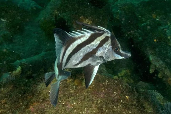 长吻似五棘鲷pentaceropsis recurvirostris
