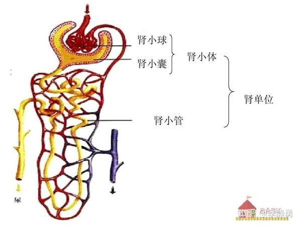 第一套是入球小动脉形成的 肾小球毛细血管,专门负责过滤血液,形成