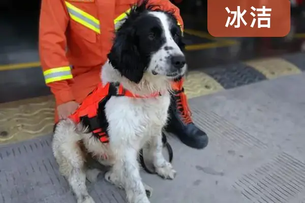 汶川地震13周年那些功勋卓著的救助犬还在吗