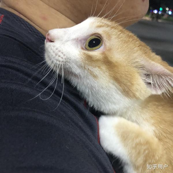 世界名猫那么多,为什么你选择了狸花猫?