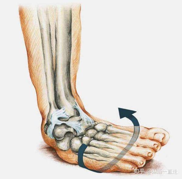 那我们先看一下踝关节崴脚扭伤,发生最多的内翻动作及可能损伤的区域
