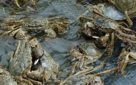 水产养殖:入秋后河蟹为什么会死亡又该如何预防?