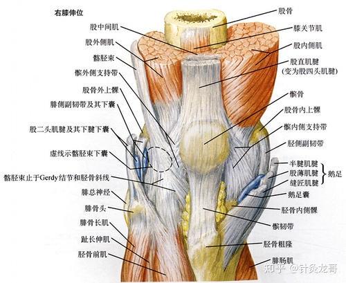 膝盖反复疼痛,针灸时你选取了膝阳关穴吗?膝骨性关节炎选它没错