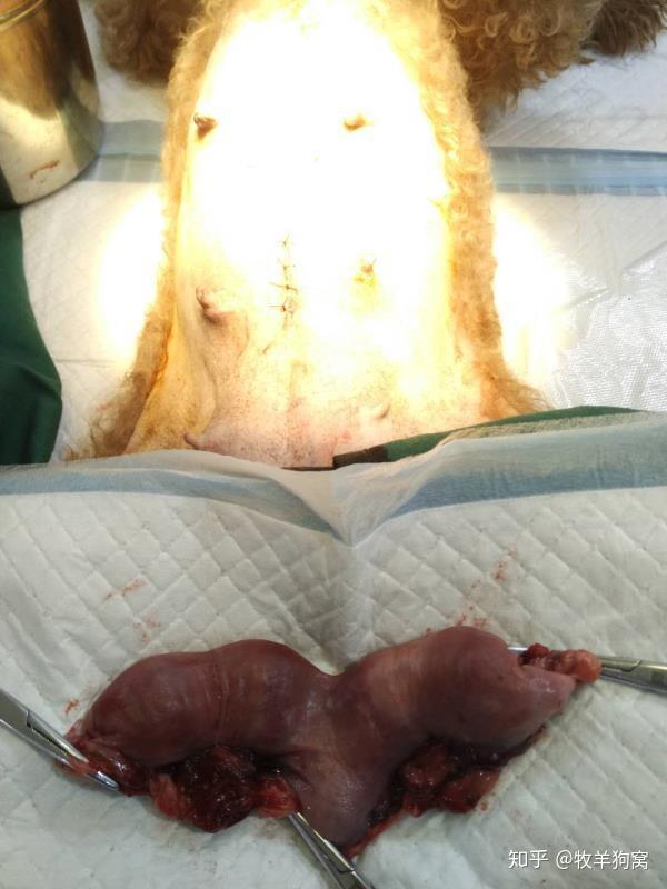 神奇的子宫孕犬子宫内膜瘤病例