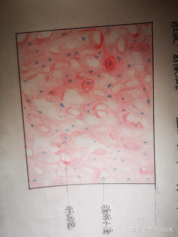 病理学画图红蓝铅笔