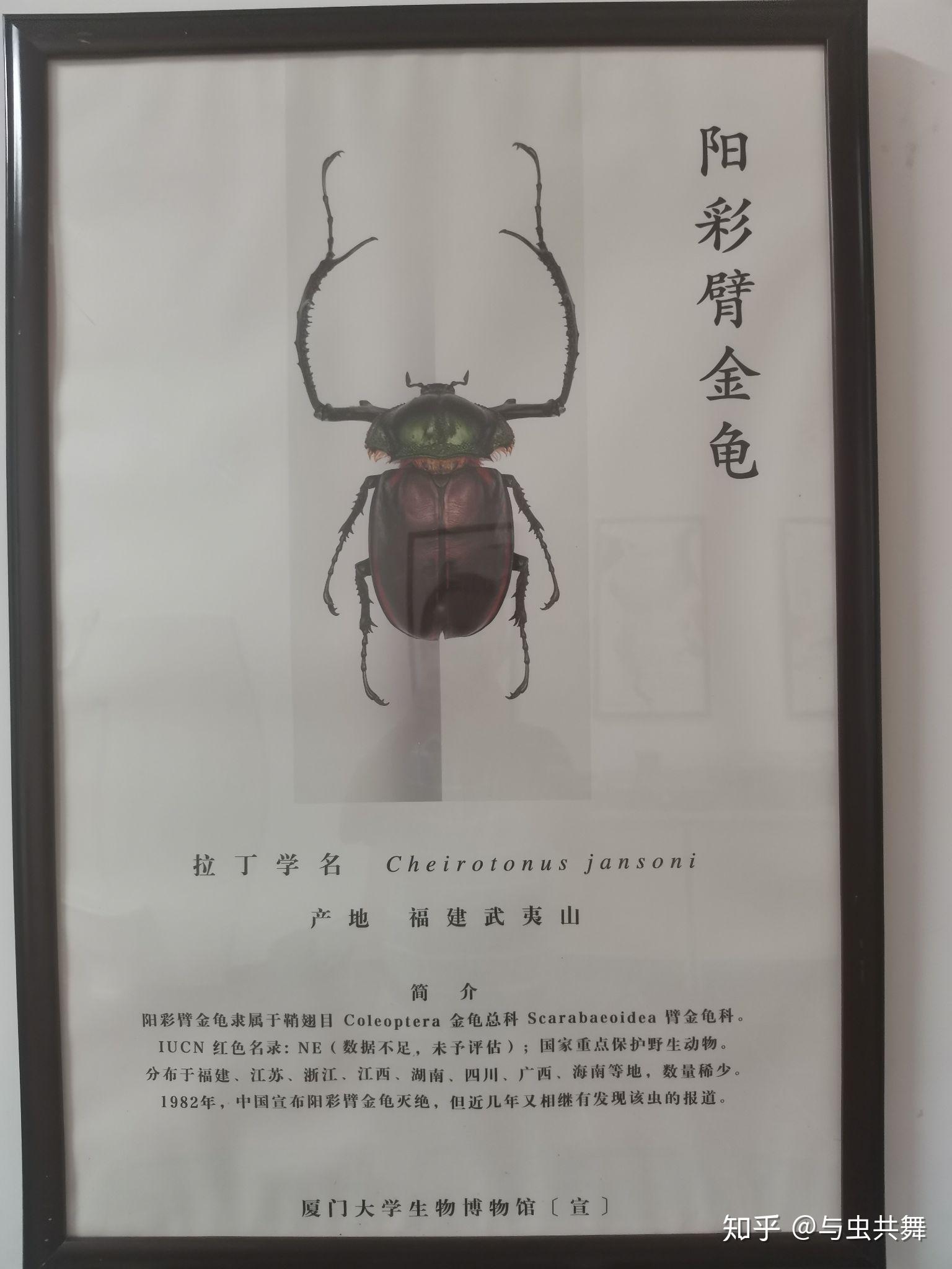 最值钱的甲虫—阳彩臂金龟(曾经宣布灭绝)