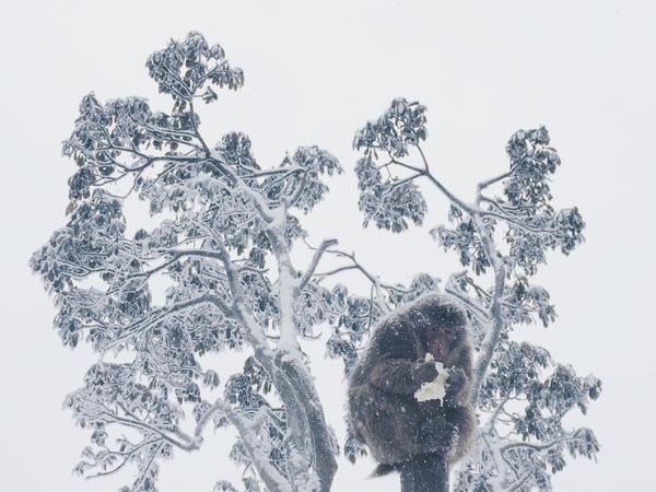 原画册作品山中雪四则