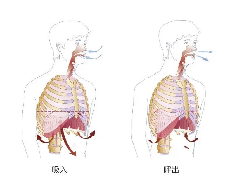 通过深度的呼吸训练,可有效强健呼吸肌群,提升肺部通气量,提升心肺携