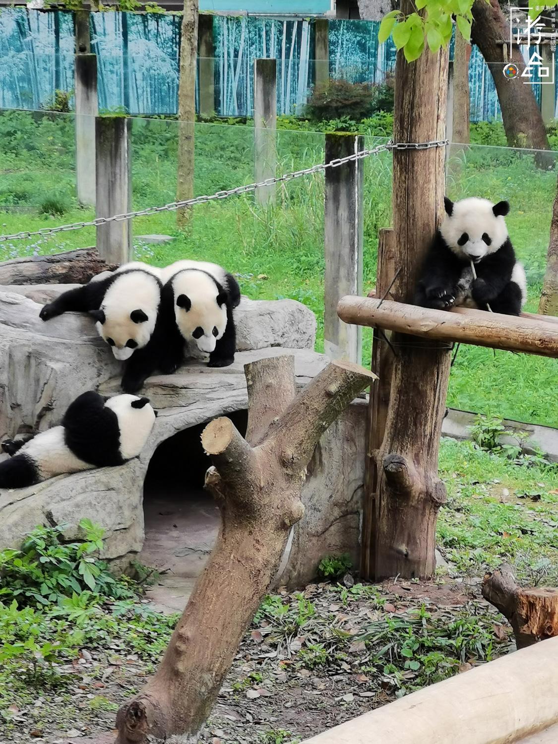 重庆动物园的18只大熊猫:2只身在加拿大,有两对双胞胎