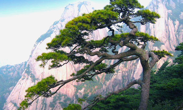 迎客松在黄山玉屏楼左侧,其一侧枝桠伸出,如人伸出一只臂膀欢迎远道