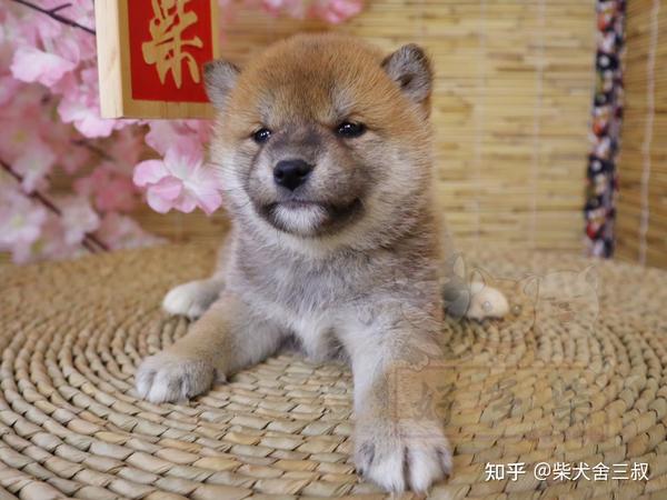 柴犬百科柴犬毛色深好还是浅好