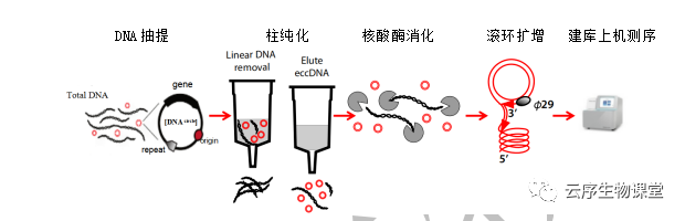 Eccdna