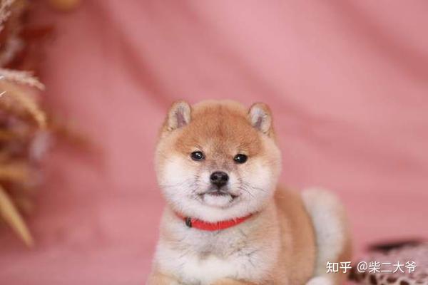 正常柴犬价格是多少钱?