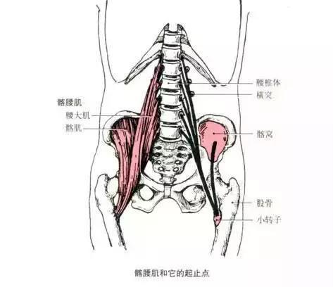 "不可强化的肌肉"系列连载之髂腰肌