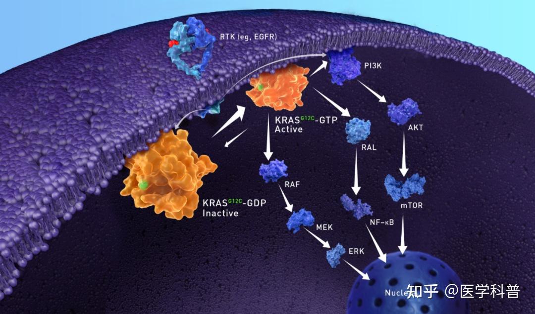 客观缓解率达50 KRAS靶向新药有望成功攻克难治靶点 知乎