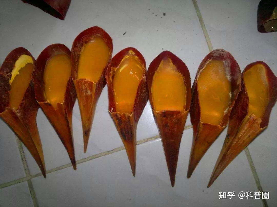 独特美丽的盔犀鸟头骨,被人类认为是制作工艺品的绝佳材料.