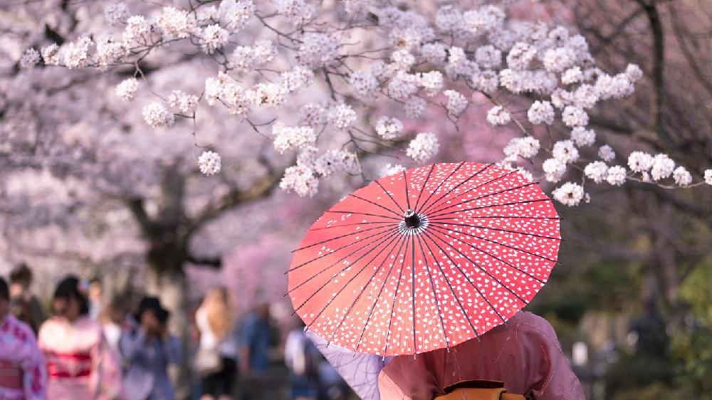 佛山学日语日本樱花节起源与最佳赏花时间