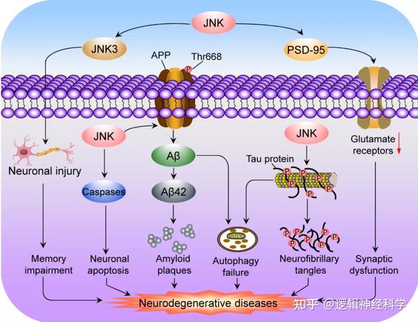 jnk信号通路通过影响神经元的功能,从而导致神经损伤和随后的空间