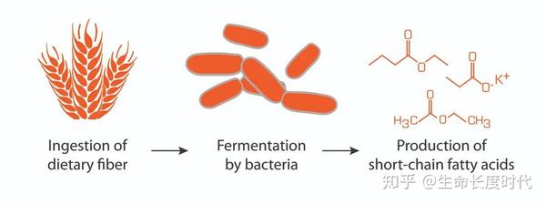 什么是短链脂肪酸,为什么我们一定要了解?