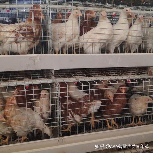 京粉1号青年蛋鸡优点介绍