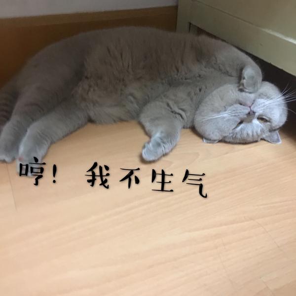 猫咪尴尬期有多尴尬?