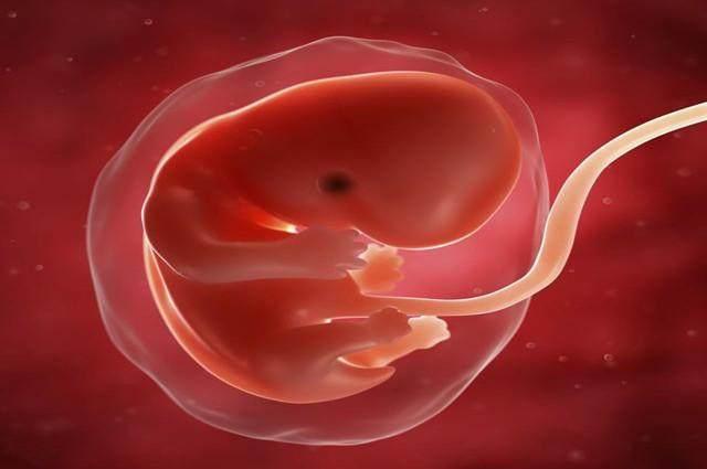试管婴儿移植后胚胎宝宝在干什么