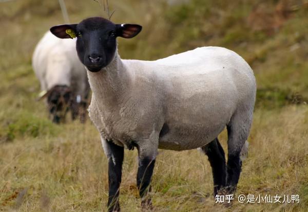 是世界上最优秀的肉用绵羊品种之一