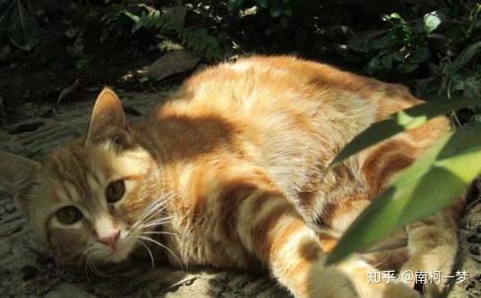 橘猫那么可爱求橘猫的图片