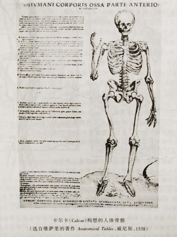 生理6解剖之图维萨里与人体的构造