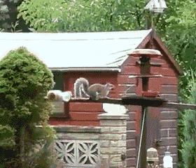 松鼠的身手vs人类的智商?蠢萌吃货被机械智慧碾压