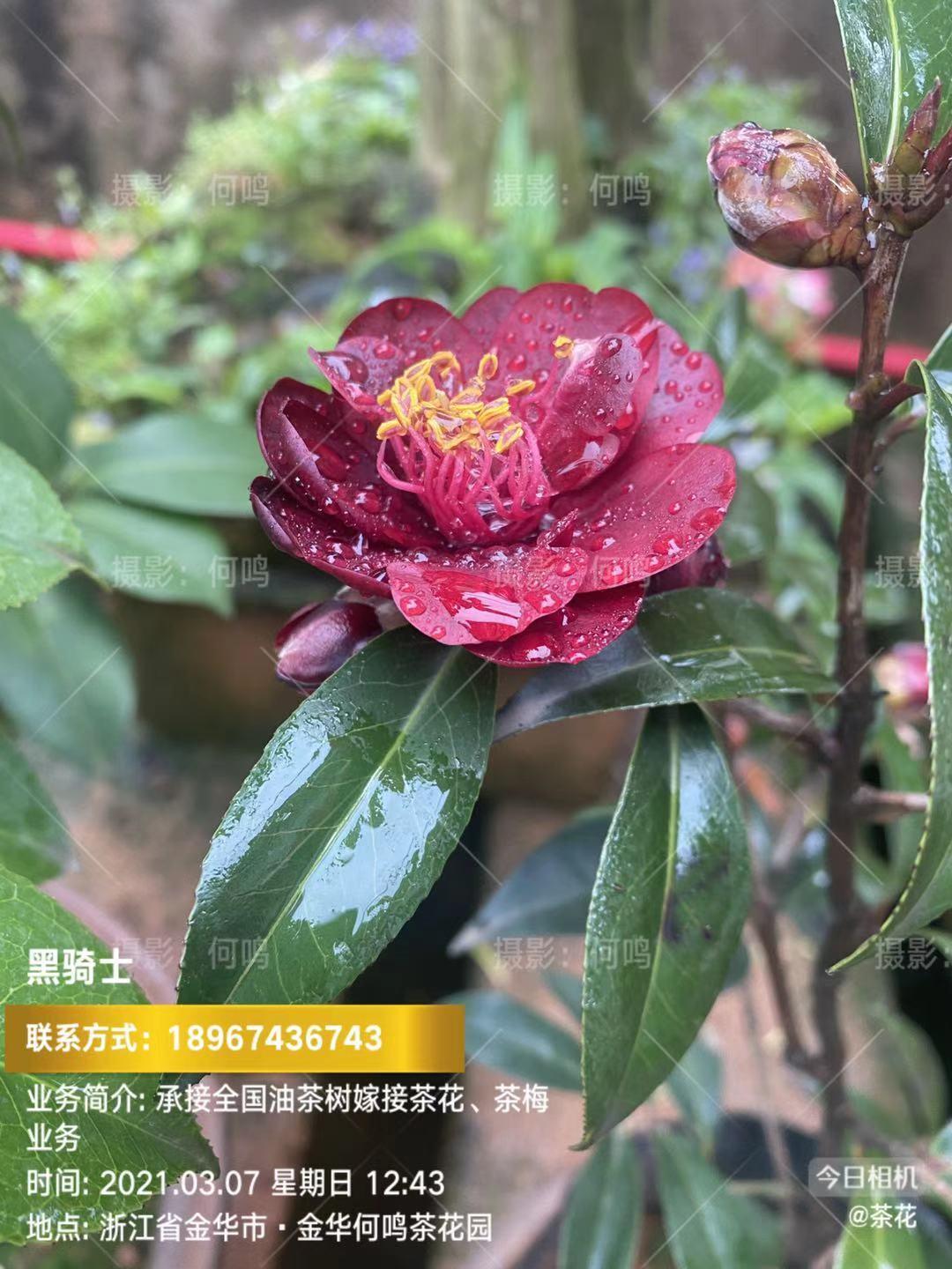 黑骑士茶花