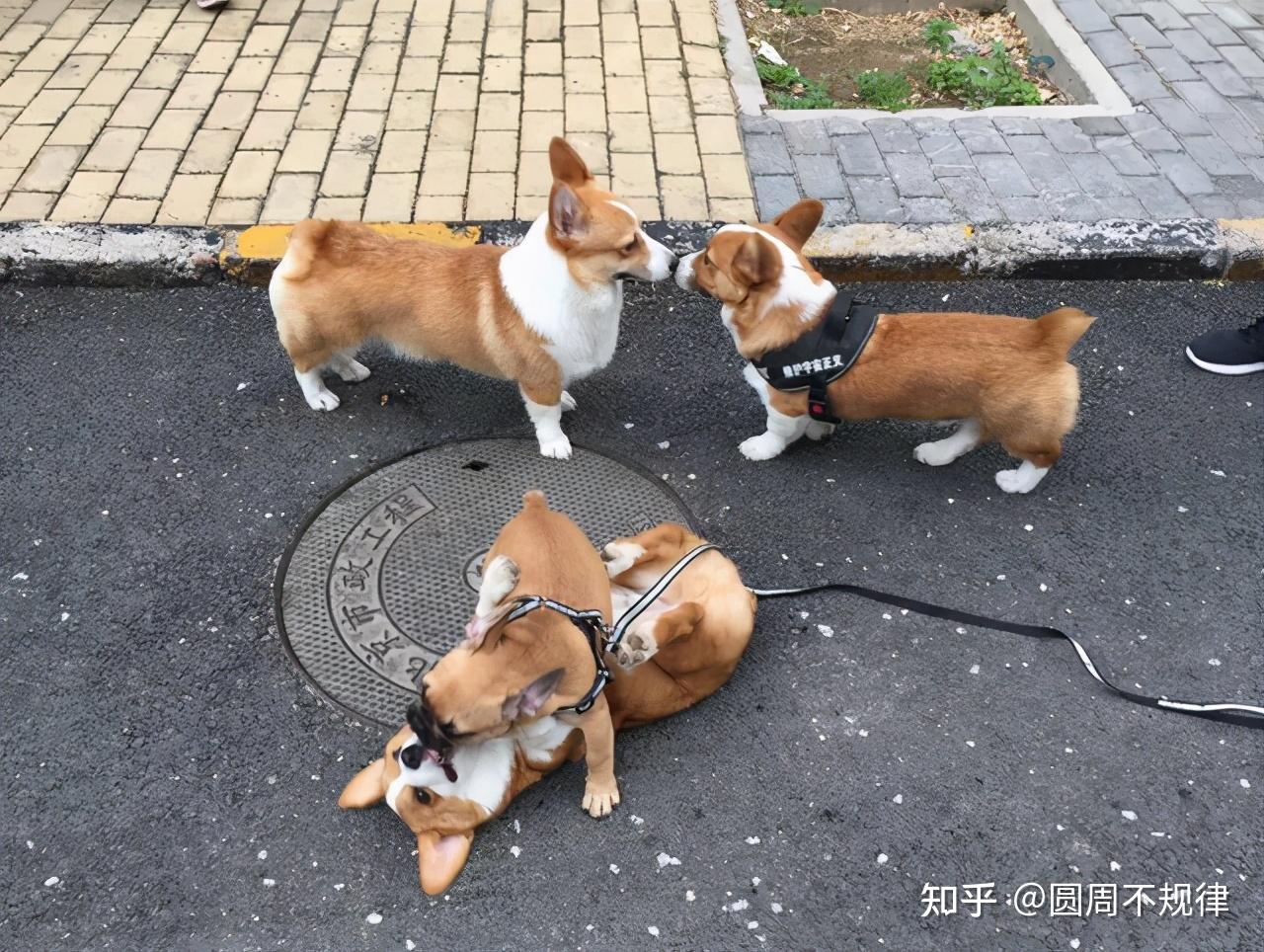 如何挑选到纯种又健康的柯基犬