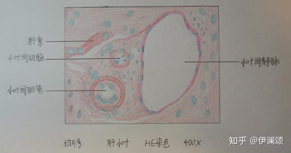 组胚实验红蓝铅笔绘图切片号未填