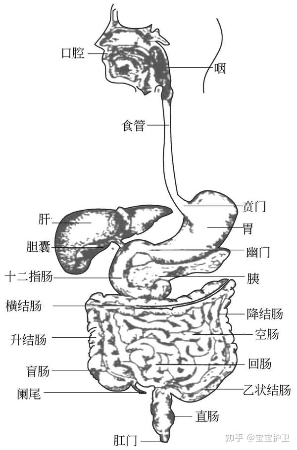 消化系统由消化道和消化腺两大部分组成.