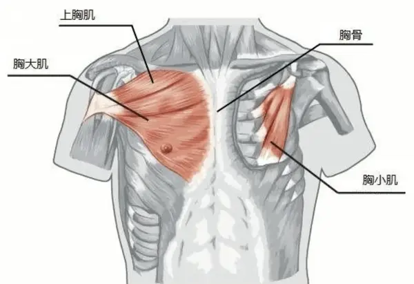 图片来源:运动解剖学胸部肌肉