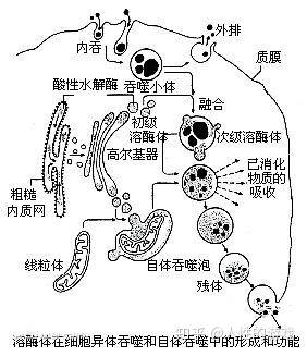 新型冠状病毒193次级溶酶体吞噬作用杀菌与灭菌