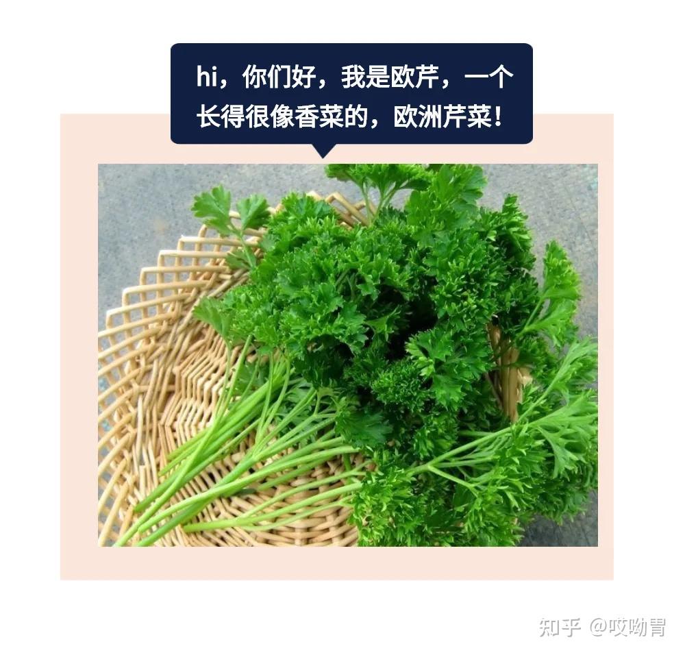 呋喃香豆素幕后的王者——欧芹