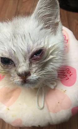 猫鼻支能自愈吗