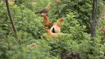 自制海南鸡饭食谱仅需3步美味不可挡