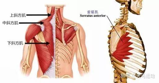 出现这种情况是因为你的肩背部肌肉薄弱,斜方肌上束肌肉长期代偿导致