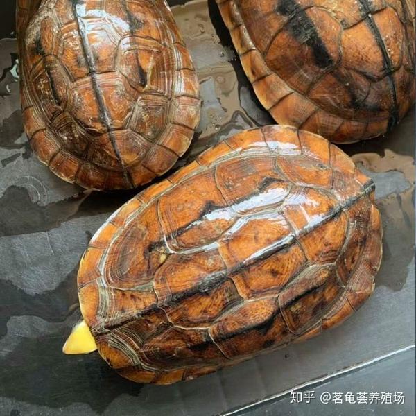 金钱龟冬眠注意事项?是在水里冬眠还是陆地?