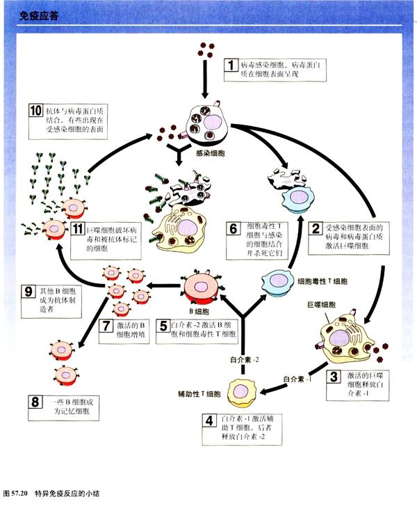 动物系统精讲(七):免疫系统