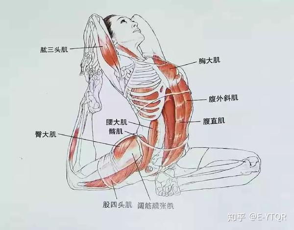 瑜伽体式单腿鸽王式详解-从头美到脚