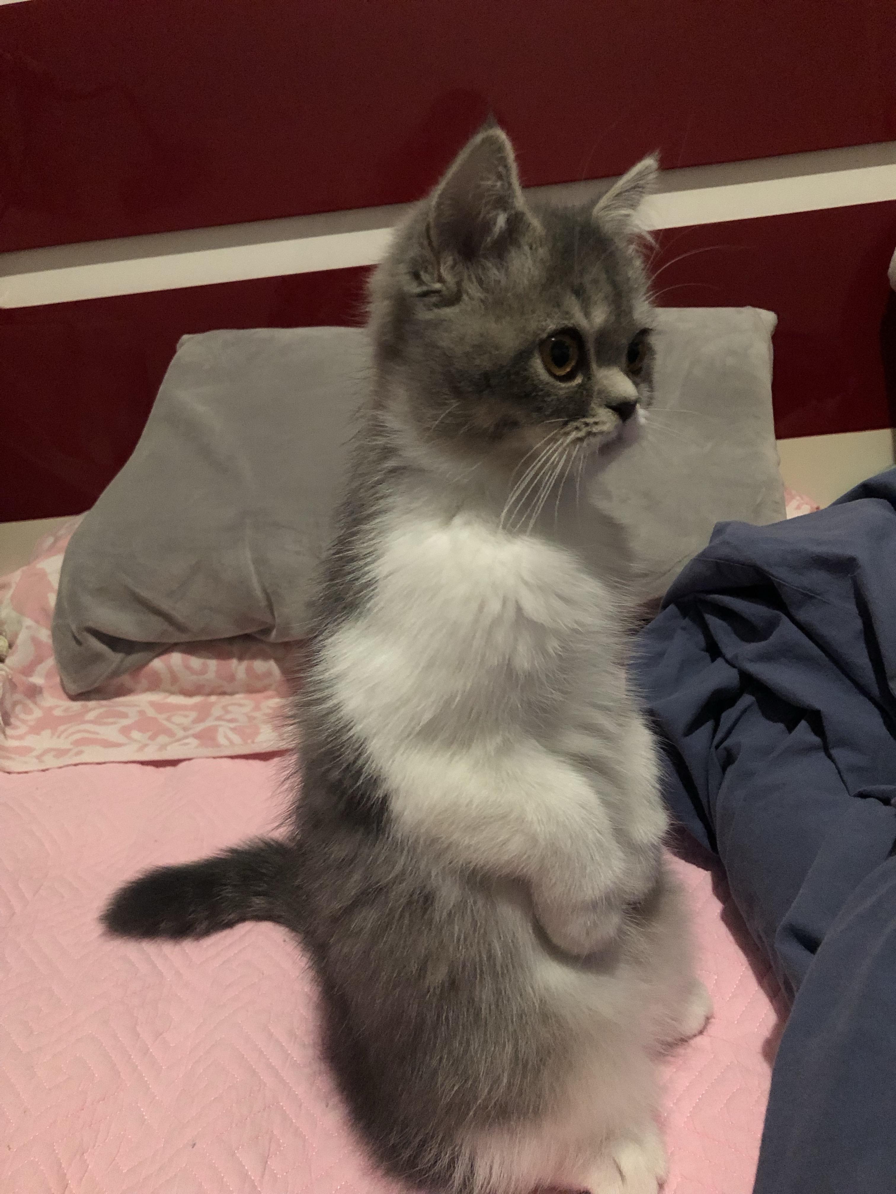有没有养过猫咪的你们的猫咪最萌的图片有没有